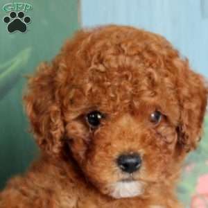 Preston, Miniature Poodle Puppy