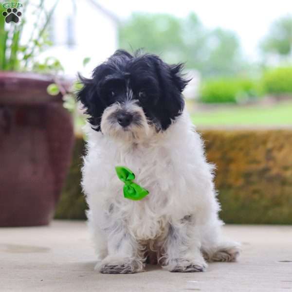 Pretzel, Maltipoo Puppy