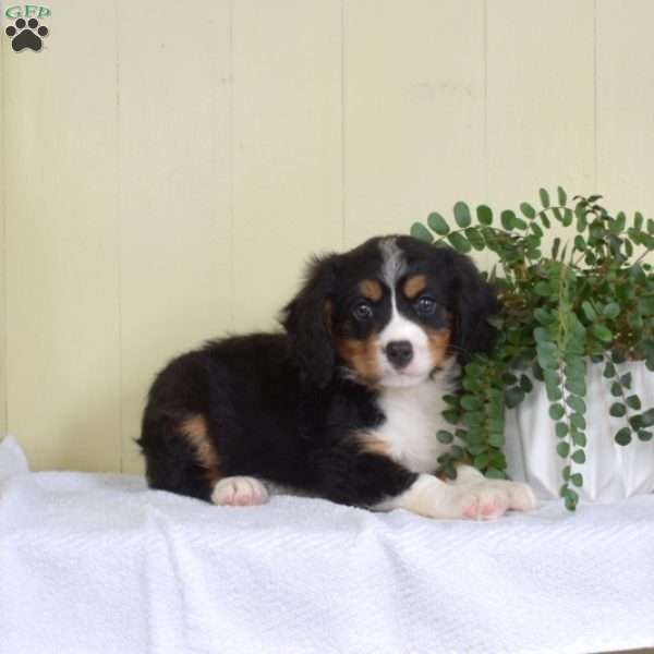 Pretzel, Miniature Bernese Mountain Dog Puppy