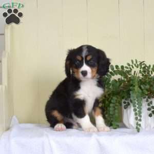 Pretzel, Miniature Bernese Mountain Dog Puppy