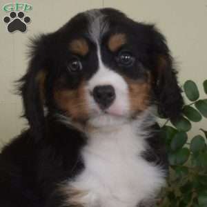 Pretzel, Miniature Bernese Mountain Dog Puppy