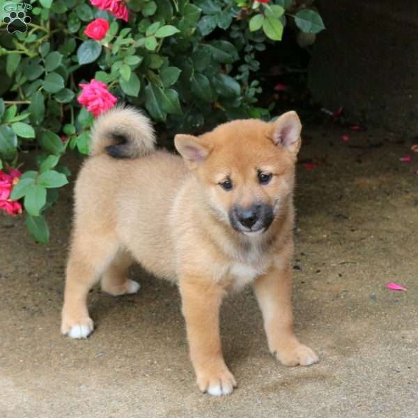 Prince, Shiba Inu Puppy