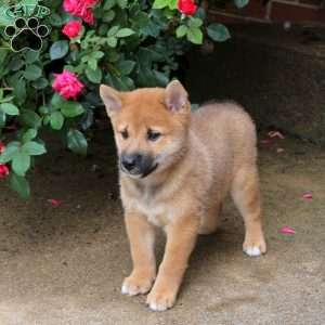 Prince, Shiba Inu Puppy