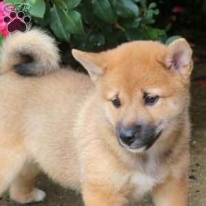 Prince, Shiba Inu Puppy