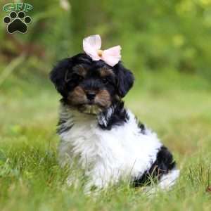 Princess, Yorkie Poo Puppy