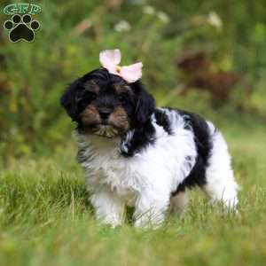 Princess, Yorkie Poo Puppy