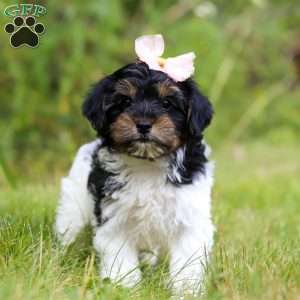 Princess, Yorkie Poo Puppy