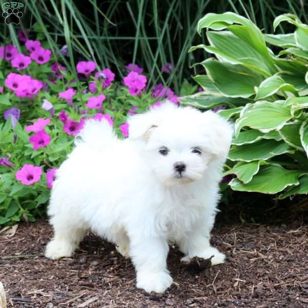 Princess, Maltese Puppy