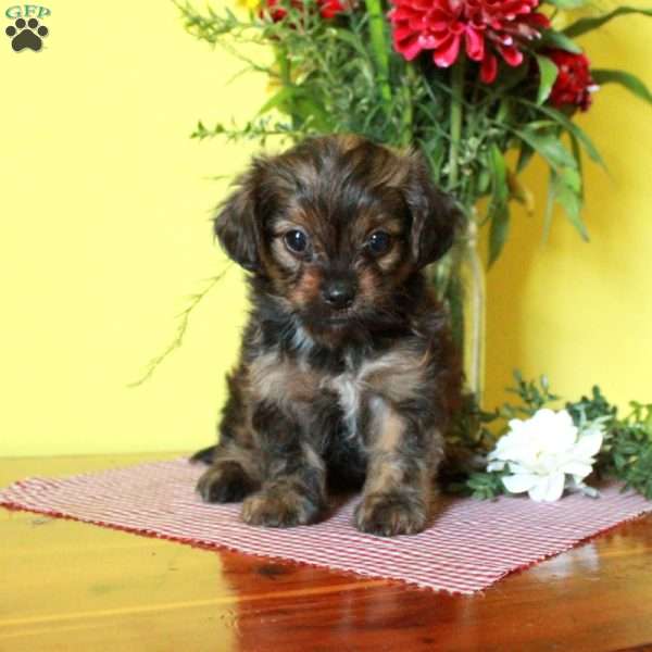 Princess, Toy Poodle Mix Puppy