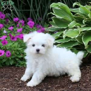 Princess, Maltese Puppy