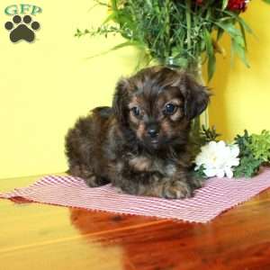 Princess, Toy Poodle Mix Puppy