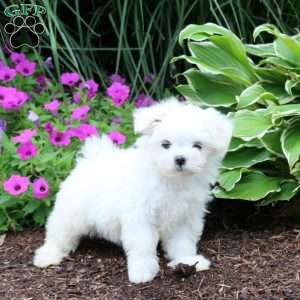 Princess, Maltese Puppy