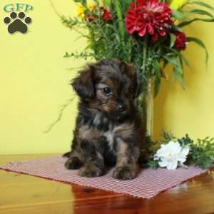 Princess, Toy Poodle Mix Puppy