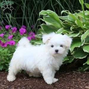 Princess, Maltese Puppy
