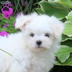 Princess, Maltese Puppy