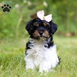 Princess, Yorkie Poo Puppy