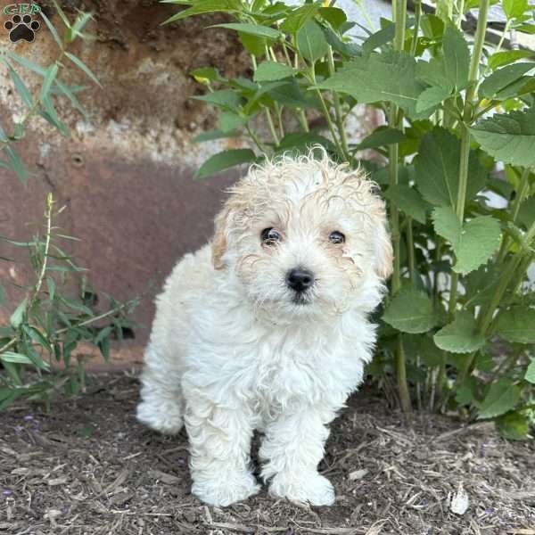 Princess, Shih-Poo Puppy