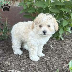 Princess, Shih-Poo Puppy