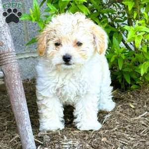 Princess, Shih-Poo Puppy