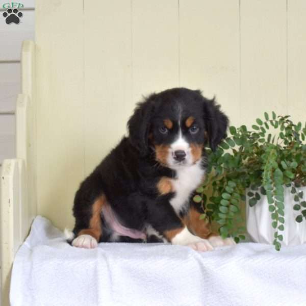 Pumba, Miniature Bernese Mountain Dog Puppy