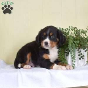 Pumba, Miniature Bernese Mountain Dog Puppy