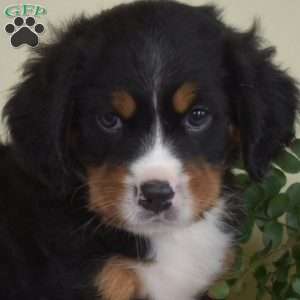 Pumba, Miniature Bernese Mountain Dog Puppy