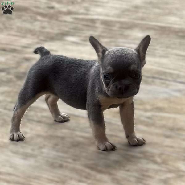 Pixie, French Bulldog Puppy