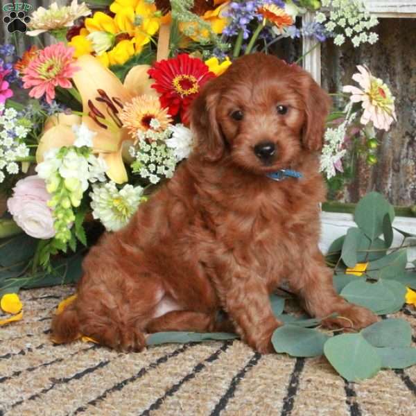 Queenie, Mini Goldendoodle Puppy