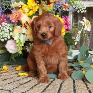 Queenie, Mini Goldendoodle Puppy