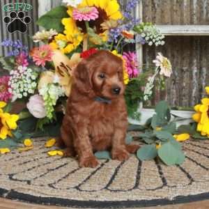Queenie, Mini Goldendoodle Puppy