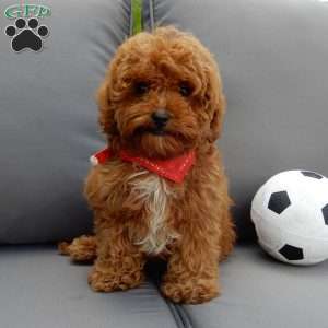 Benji, Cavapoo Puppy