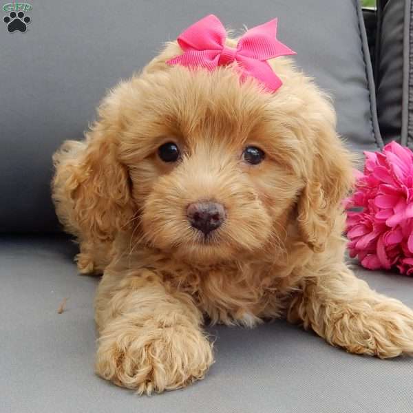 Caramel, Cavapoo Puppy