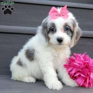 Hailey, Cockapoo Puppy