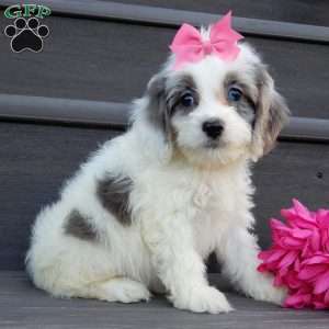 Hailey, Cockapoo Puppy