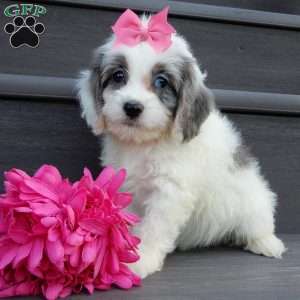 Hailey, Cockapoo Puppy