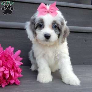 Hailey, Cockapoo Puppy