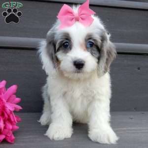 Hailey, Cockapoo Puppy