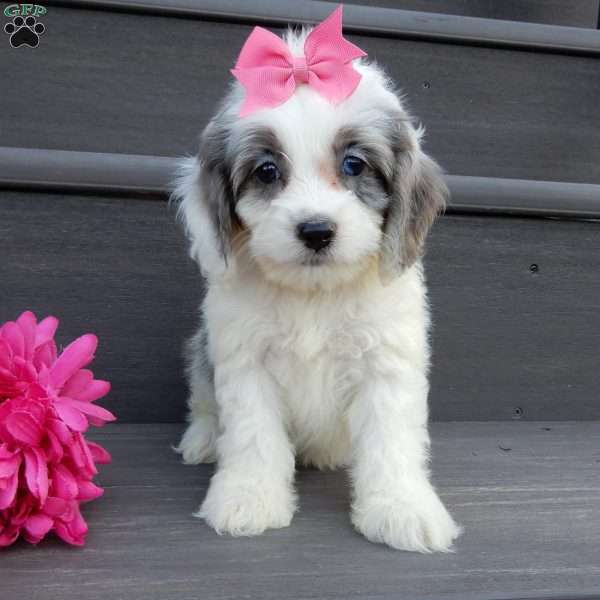 Hailey, Cockapoo Puppy