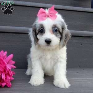 Hailey, Cockapoo Puppy