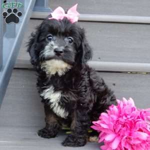 Dolly, Cockapoo Puppy