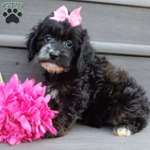 Dolly, Cockapoo Puppy
