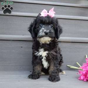 Dolly, Cockapoo Puppy