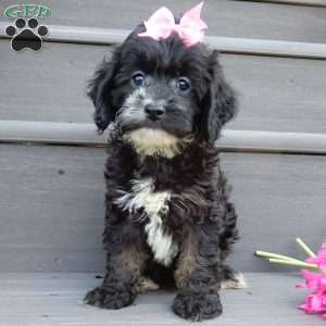 Dolly, Cockapoo Puppy