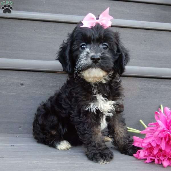 Dolly, Cockapoo Puppy