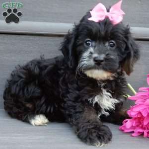 Dolly, Cockapoo Puppy