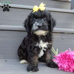 Dolly, Cockapoo Puppy