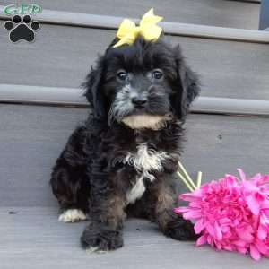 Dolly, Cockapoo Puppy