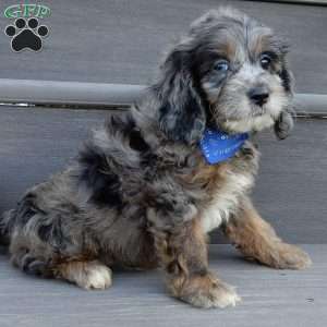 Scout, Cockapoo Puppy
