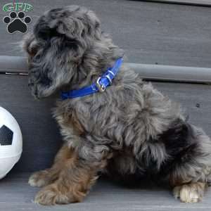 Scout, Cockapoo Puppy