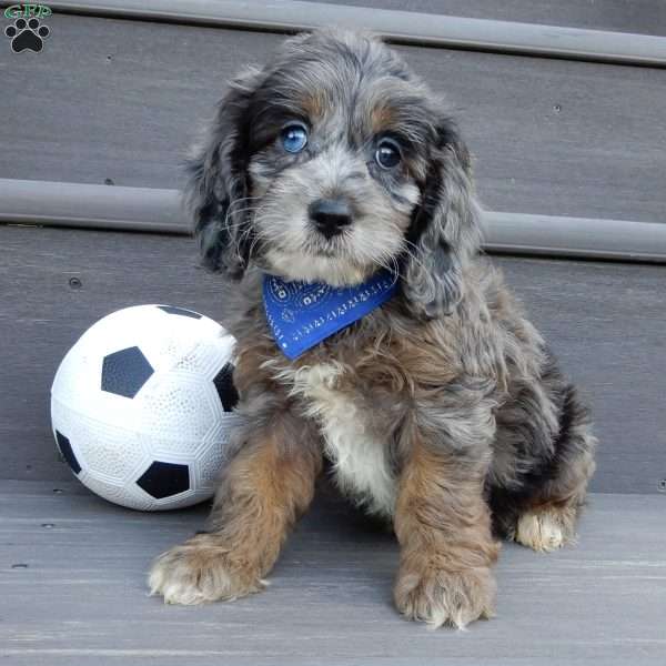 Scout, Cockapoo Puppy